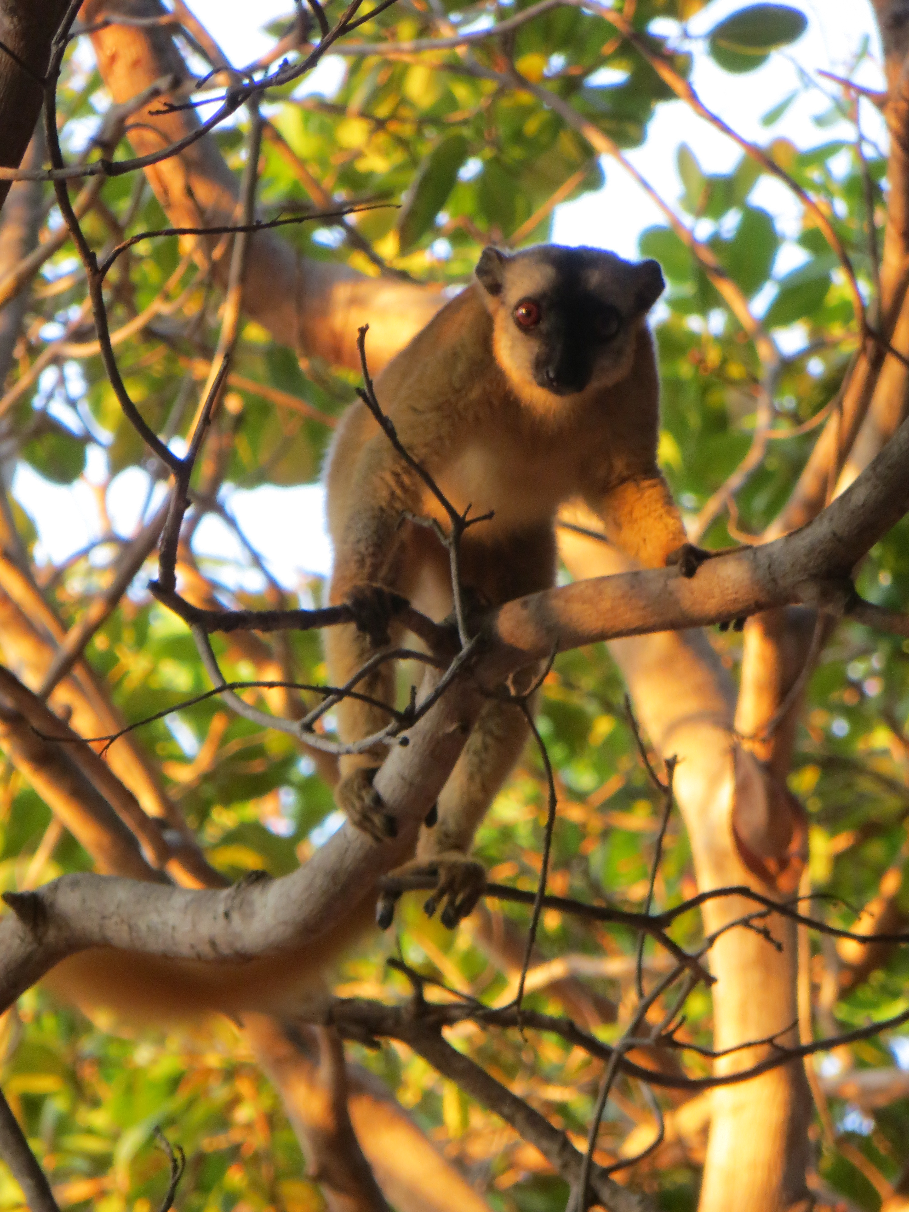 Eulemur fulvus